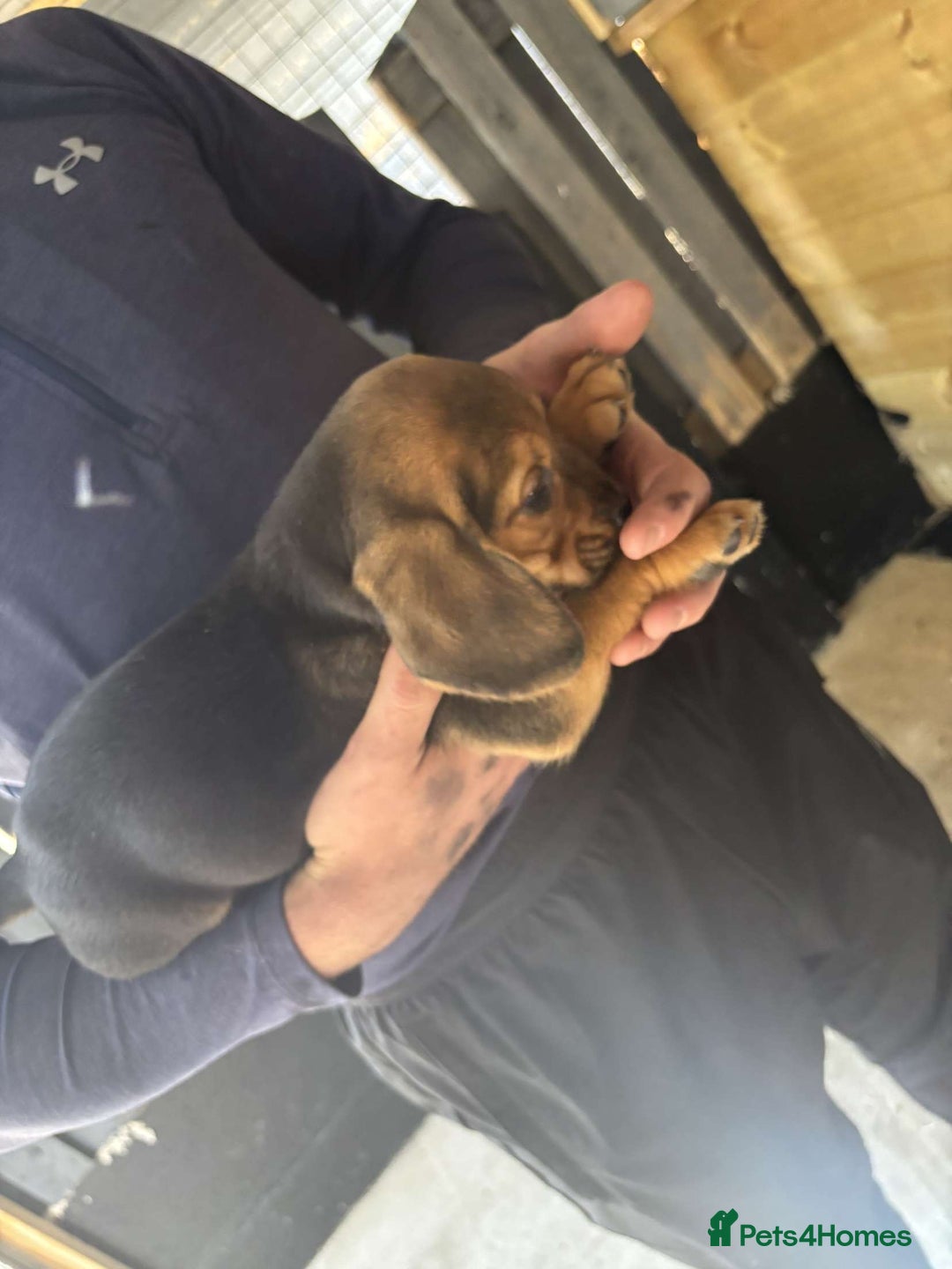 Beagle dogs for sale: 7 wonderful cocker spaniel x beagle❤️🏡 - Image 11