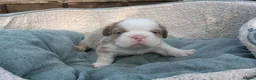 French Bulldog dogs for sale: RARE FLUFFY FRENCH BULLDOGS | 5KC REG | DNA CERT - Advert 21