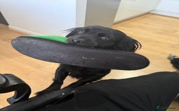 Mixed Breed dogs for sale: Mixed spaniel  - Image 3