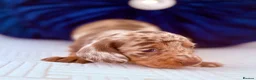 Miniature Dachshund dogs for sale: ⭐ Full Pedigree KC Registered Miniature Daschunds in Farnborough - Advert 4