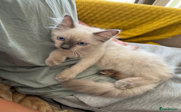Ragdoll cats - Advert 1