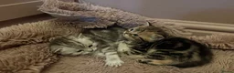 British Shorthair cats for sale: BSH LOOK AT LIKE (EXOTIC SHORTHAIR CROSS)  in Shifnal - Advert 12