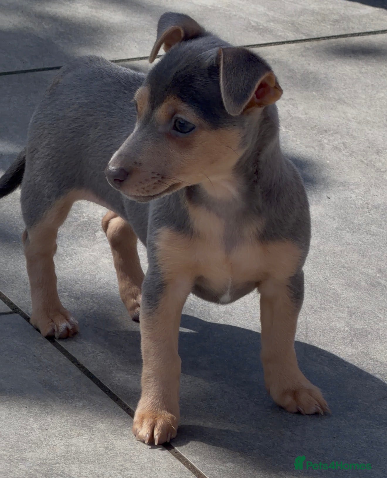Jack Russell dogs DONJACKS - stunning imported lines blue GIRL - Advert 1