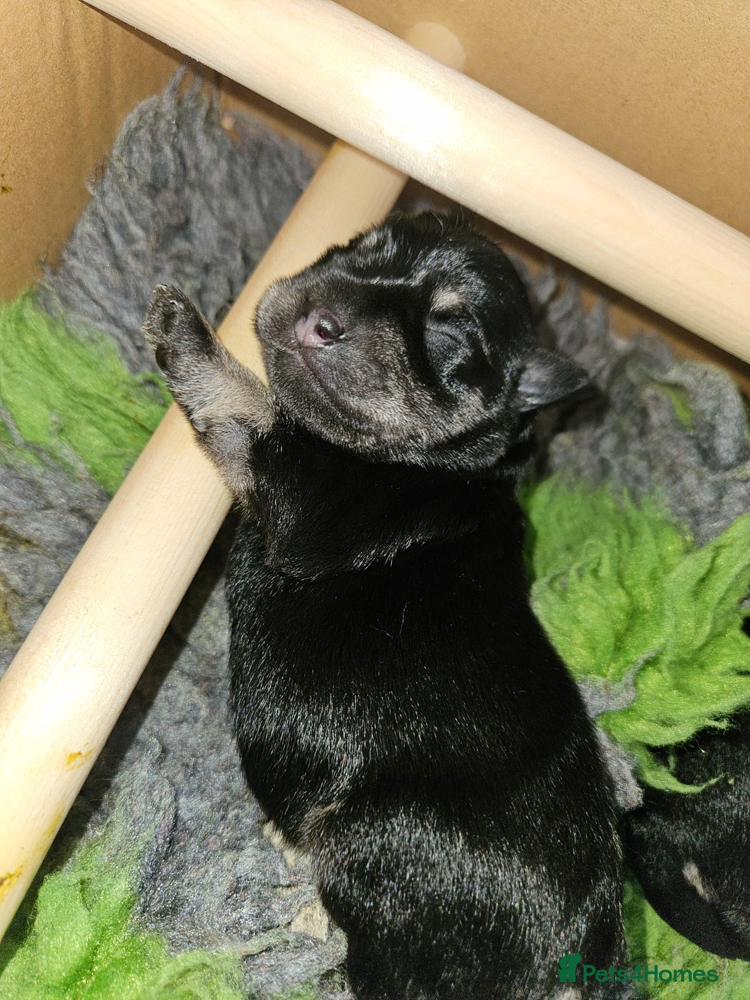 Miniature Schnauzer dogs for sale: Miniature schnauzer's due, KC, Mac, low COI - Image 15