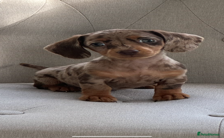 Miniature Dachshund dogs - Advert 14