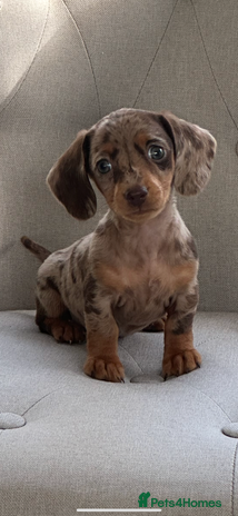 Miniature Dachshund dogs - Advert 14