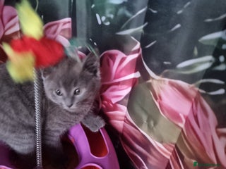 Scottish Fold cats Beautiful Scottishsh fold kittens - Advert 2