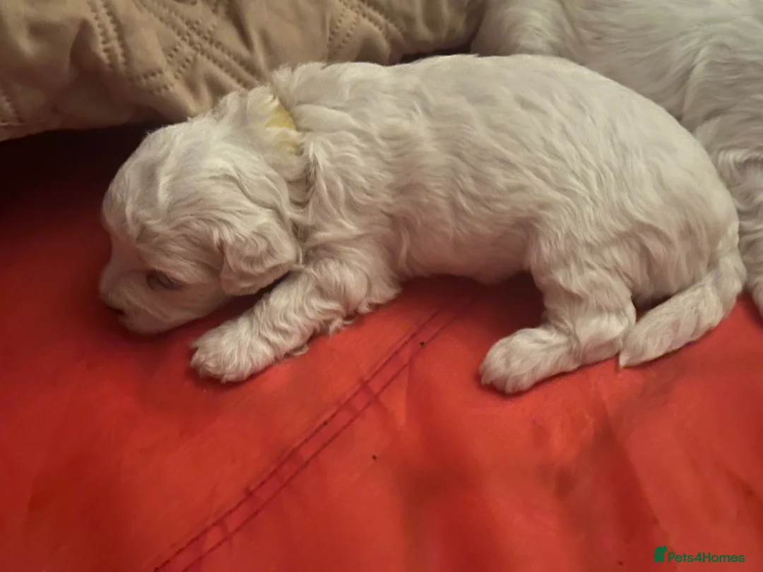 Maltese dogs for sale: Beautiful baby boys & girl Maltese puppy dogs  - Advert 2