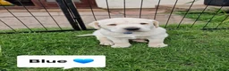 Labrador Retriever dogs for sale: Labrador Puppy looking for a loving home 💙 - Advert 3