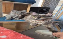 Maine Coon cats for sale: Maine Coon kittens Glasgow  - Image 23