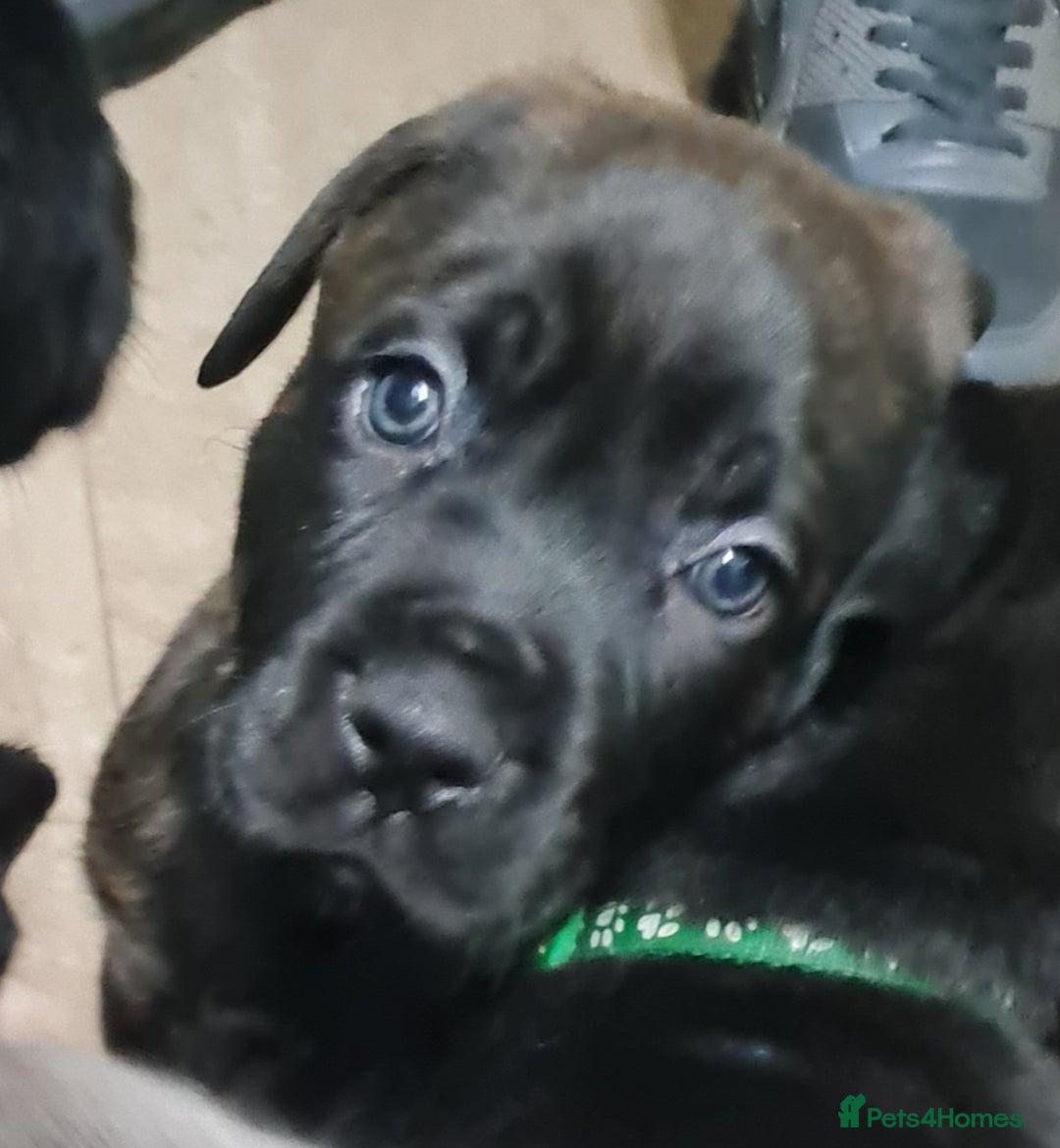 Mixed Breed dogs for sale: Presa canario - Advert 23