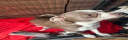 Chihuahua dogs for sale: Chihuahua puppies  - Advert 2