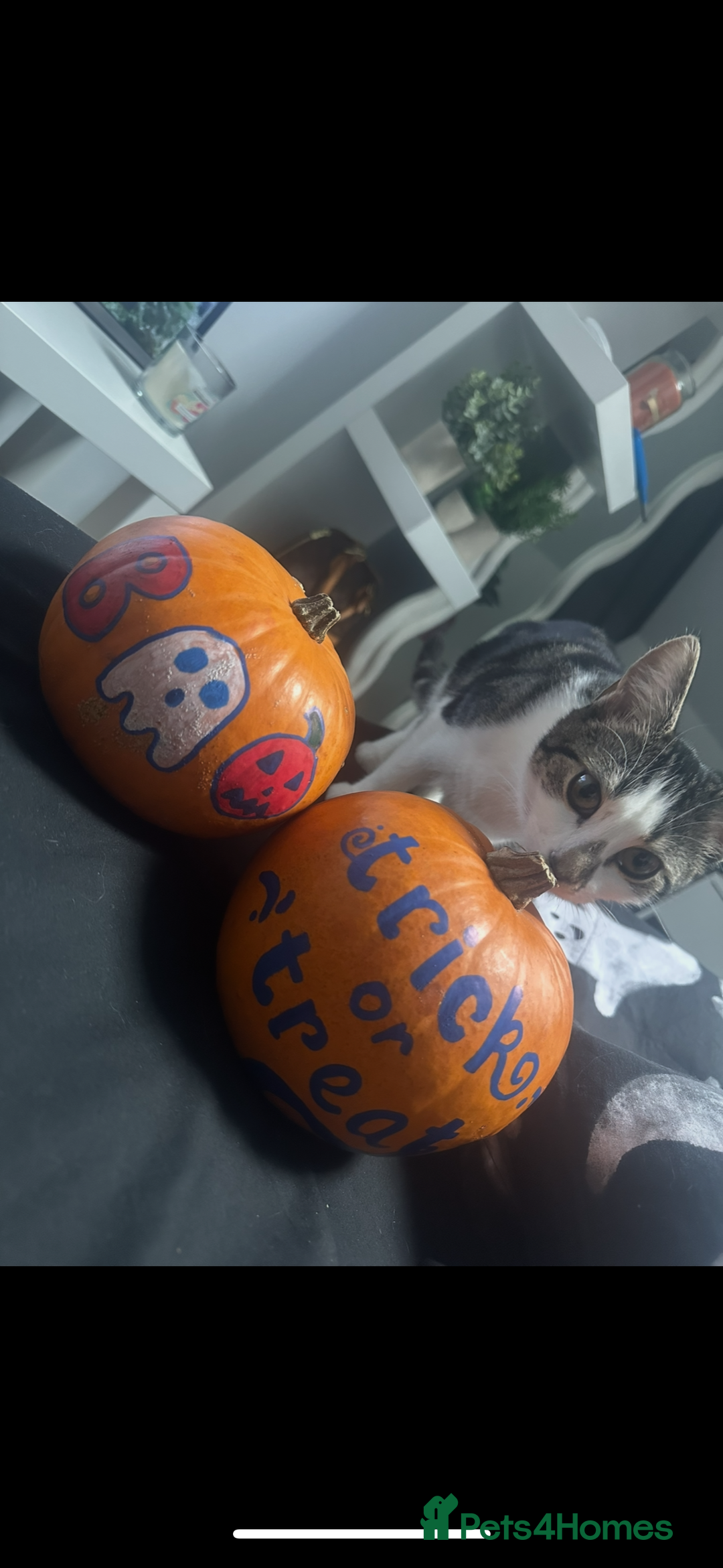 Mixed Breed cats for sale: Phoebe, 10 Months Old 🐾 🩷 - Advert 5