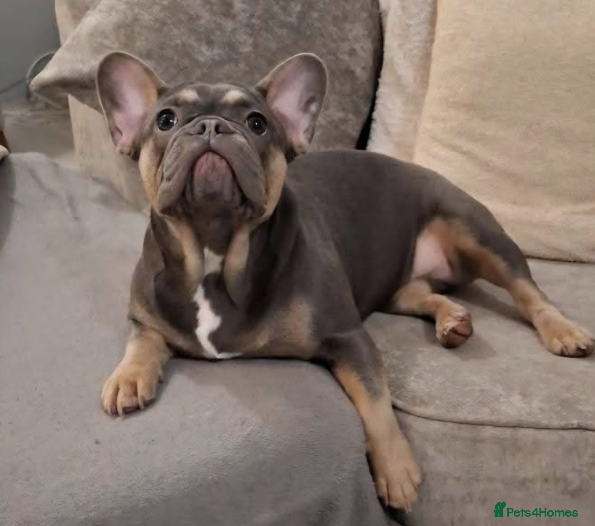 French Bulldog dogs 5 beautiful frenchie puppies for sale - Advert 1