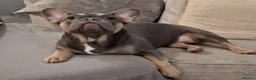 French Bulldog dogs for sale: 5 beautiful frenchie puppies for sale - Advert 1