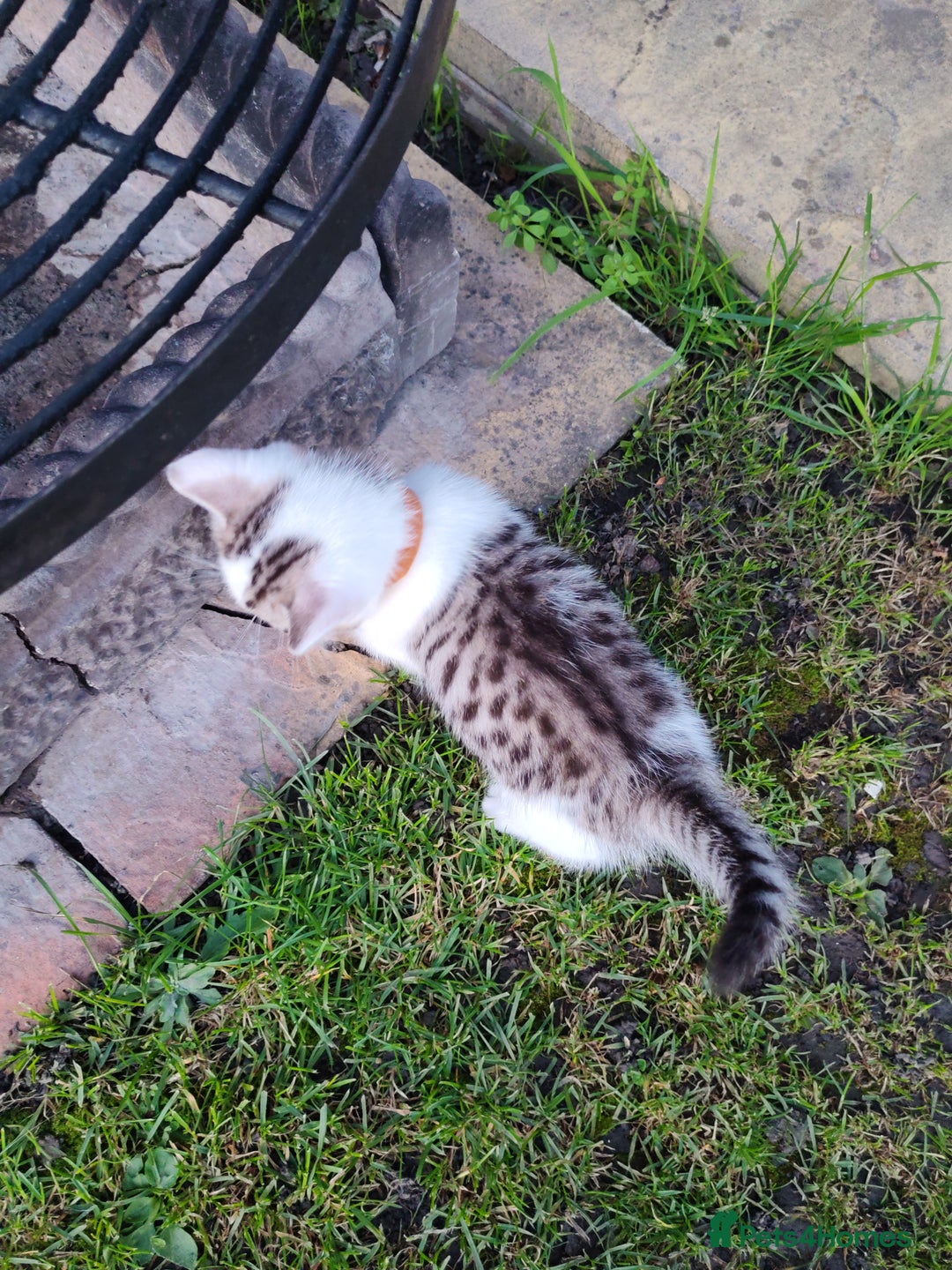 Mixed Breed cats for sale: Cute Bengal mix Kittens looking for loving homes🐱 - Image 12