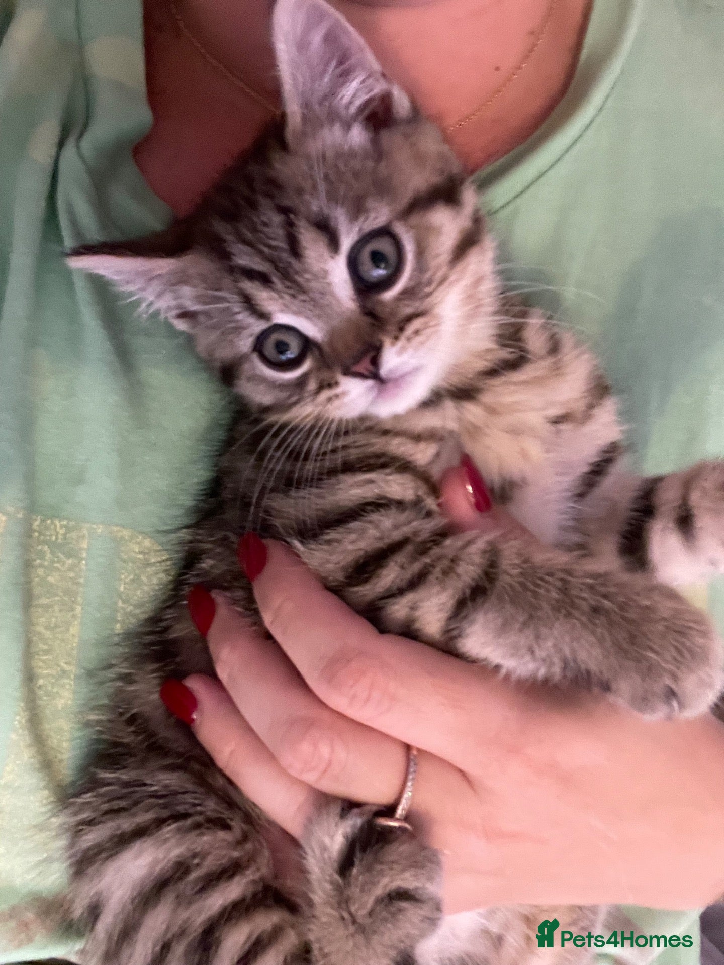 Scottish Fold cats 2 kittens ready now! ❤️ - Advert 18