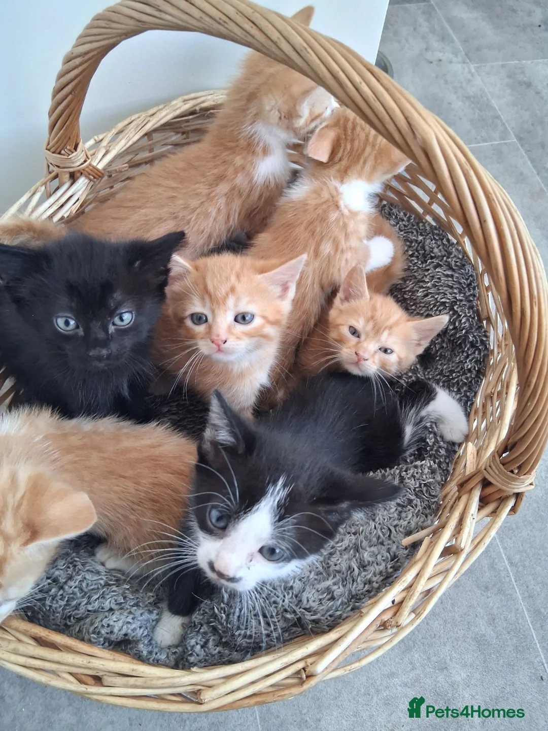 Mixed Breed cats for sale: Rare female Ginger Tabbies 😻 - Advert 1