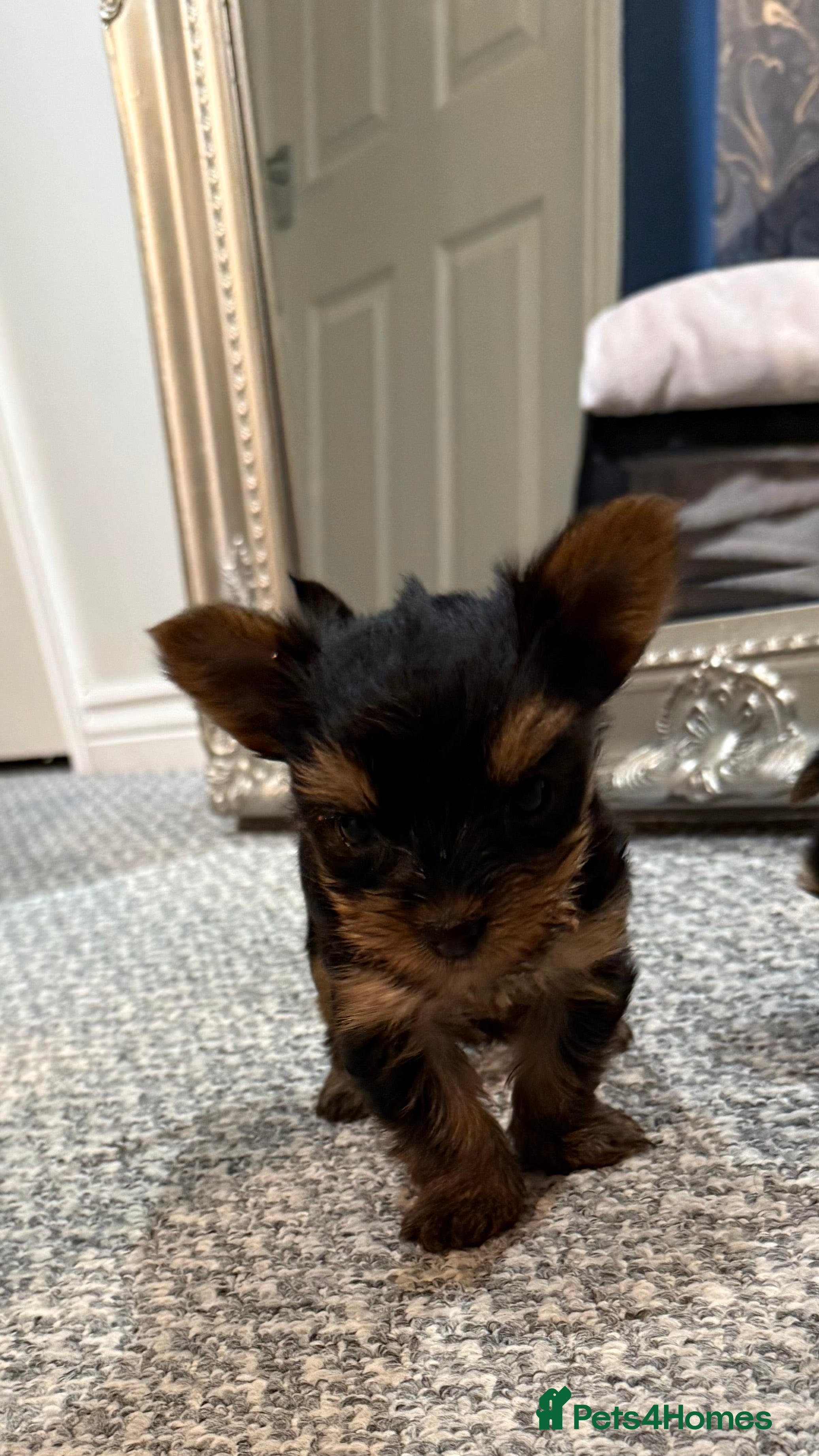 Yorkshire Terrier dogs 1 TEACUP YORKSHIRE TERRIER GIRL LEFT 2 IN LITTER - Advert 1