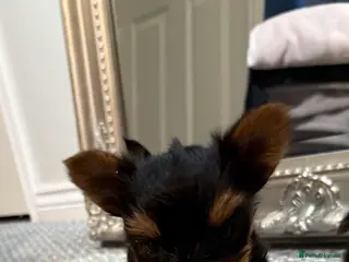 Yorkshire Terrier dogs 1 TEACUP YORKSHIRE TERRIER GIRL LEFT 2 IN LITTER - Advert 1