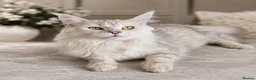 Maine Coon cats for sale: Stunning litter of Maine coon babies!  - Advert 3