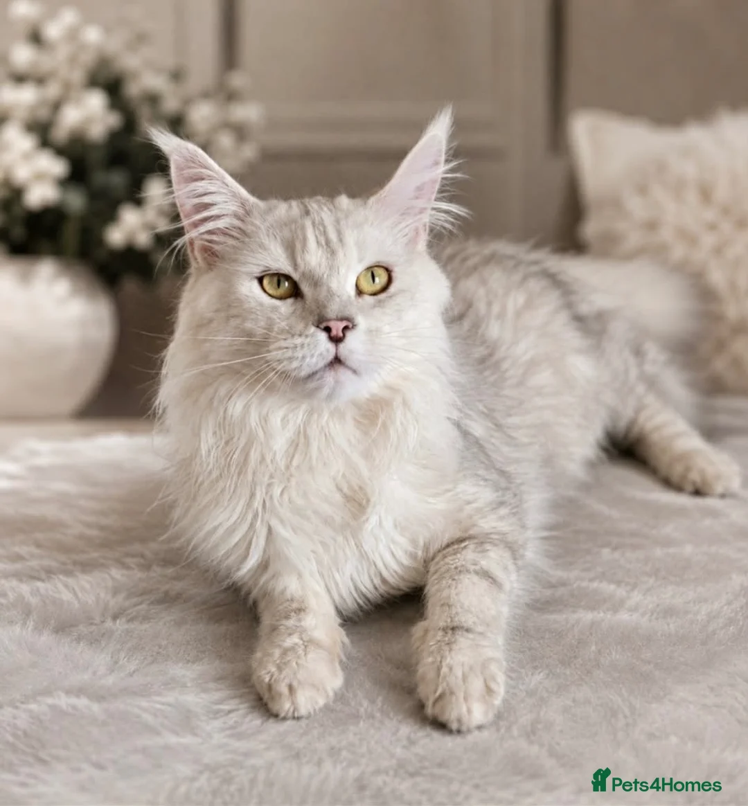Maine Coon cats for sale: Stunning litter of Maine coon babies!  - Advert 21