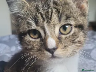 British Shorthair cats Lovely kittens - Advert 1