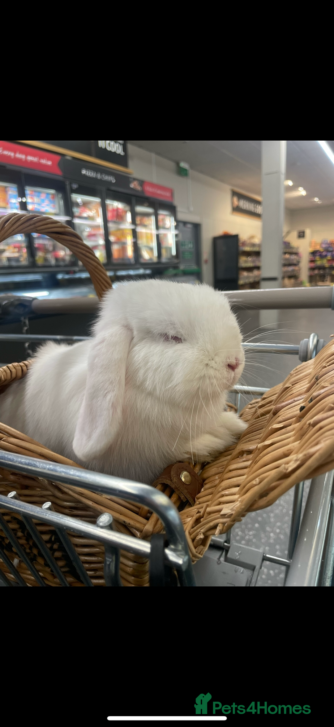 Mini Lop rabbits for sale: Cute, friendly white female mini lop bunny  - Advert 7