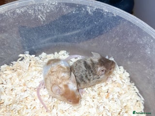 Mouse rodents in Taunton - Advert 6