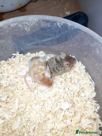 Mouse rodents in Taunton - Advert 12