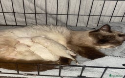 Ragdoll cats for sale: pure ragdoll - Image 4