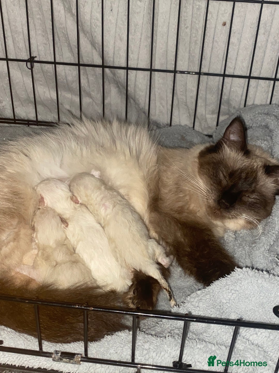 Ragdoll cats for sale: pure ragdoll - Image 4