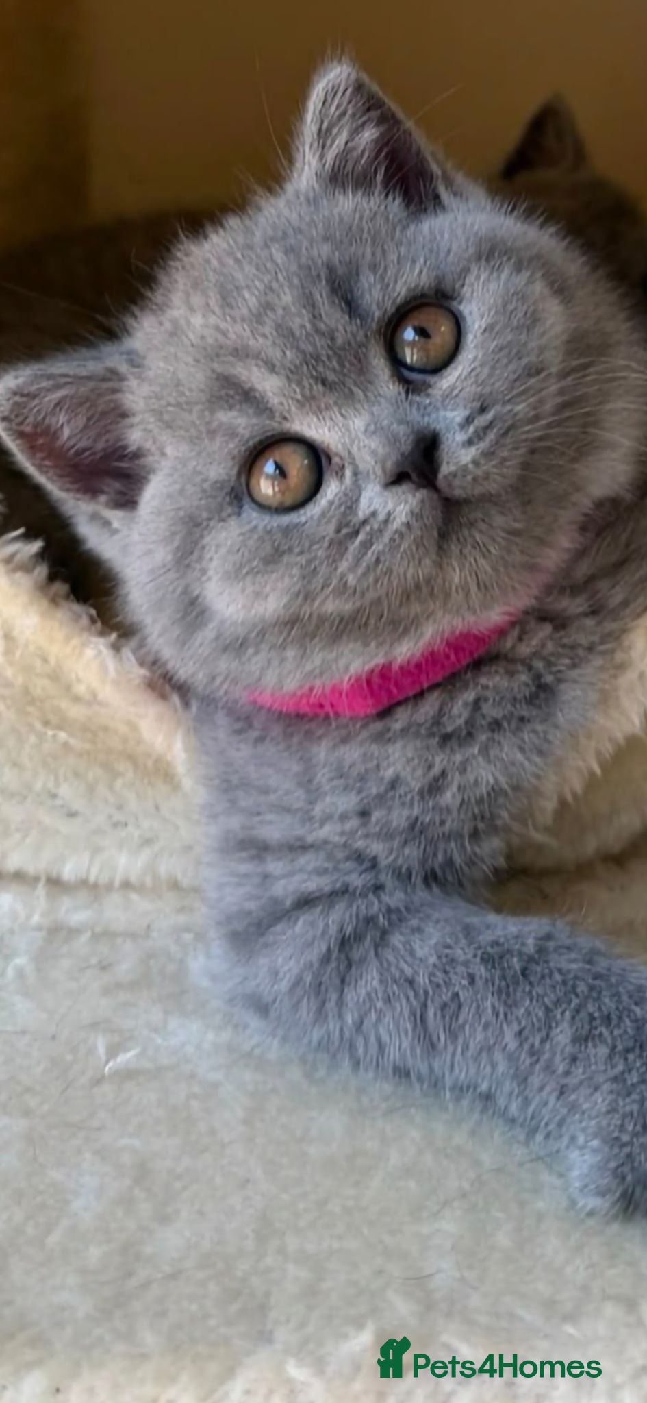 British Shorthair cats Gorgeous Adorable British Short Hair kittens - Advert 1