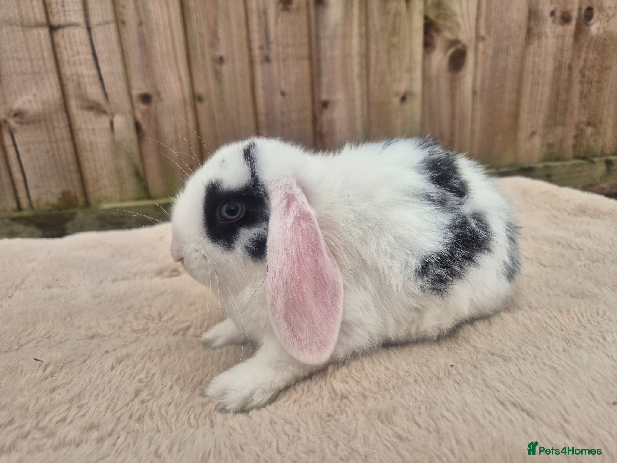 Mini Lop rabbits ❤️ 2 X GIRLS READY TO GO NOW  💙  - Advert 2