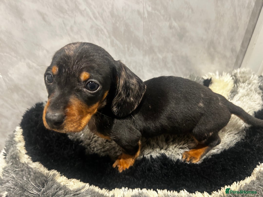 Miniature Dachshund dogs for sale: Miniature dachshund boy  - Advert 3