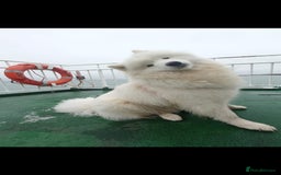 Samoyed dogs for sale: 🐾 Georgeus Pedigree Samoyed Puppies 🐾 - Image 8