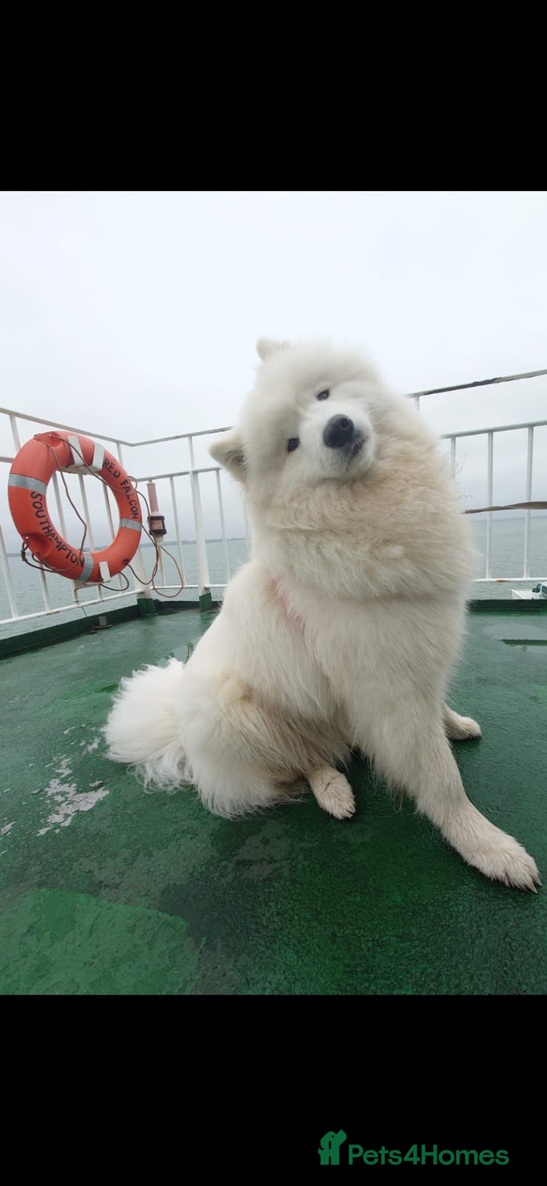 Samoyed dogs for sale: 🐾 Georgeus Pedigree Samoyed Puppies 🐾 - Image 8