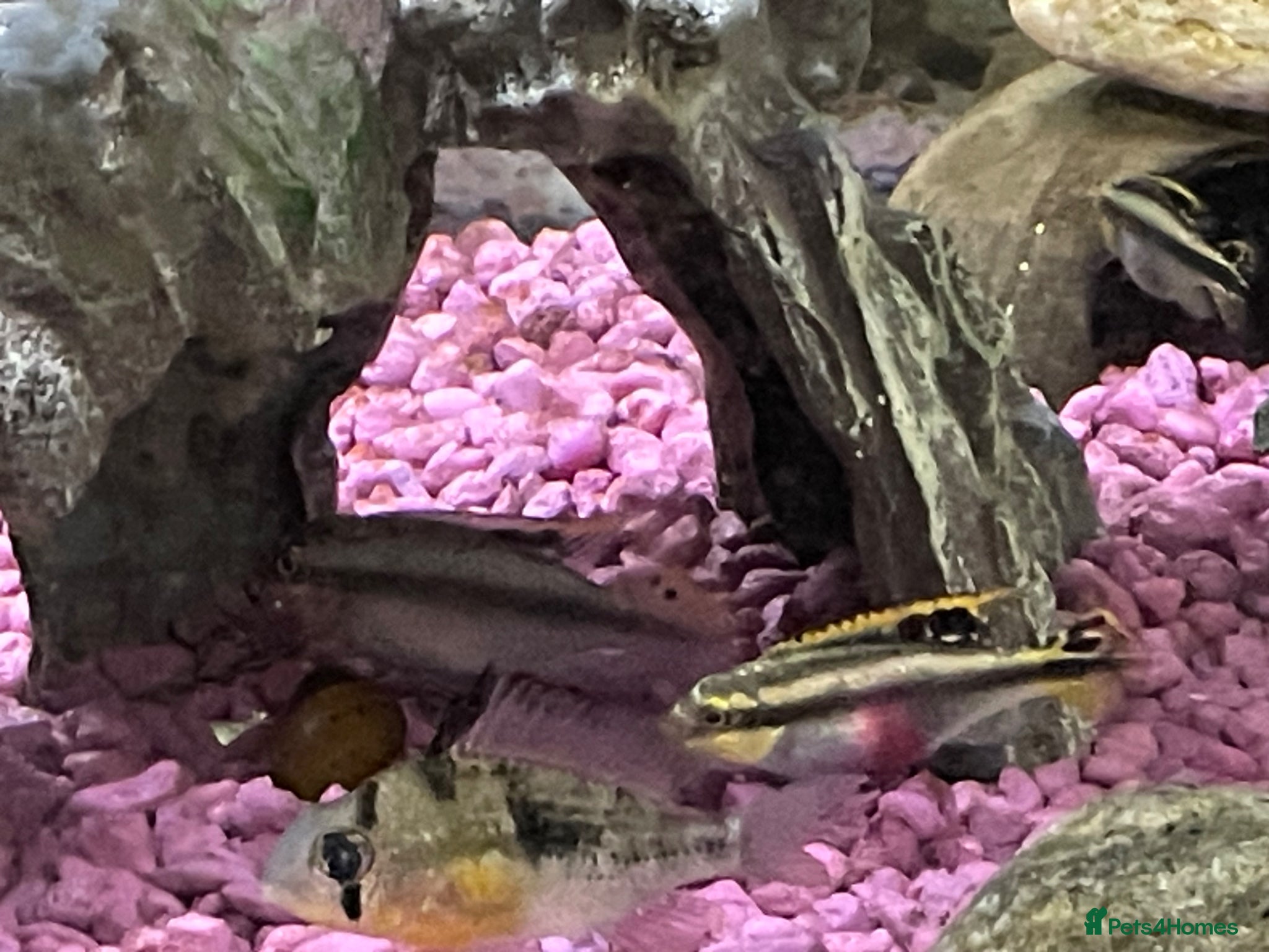 Cichlids fish Kribensis various sizes & breeding pair for sale  - Advert 1