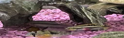 Cichlids fish for sale: Kribensis various sizes & breeding pair for sale  - Advert 1