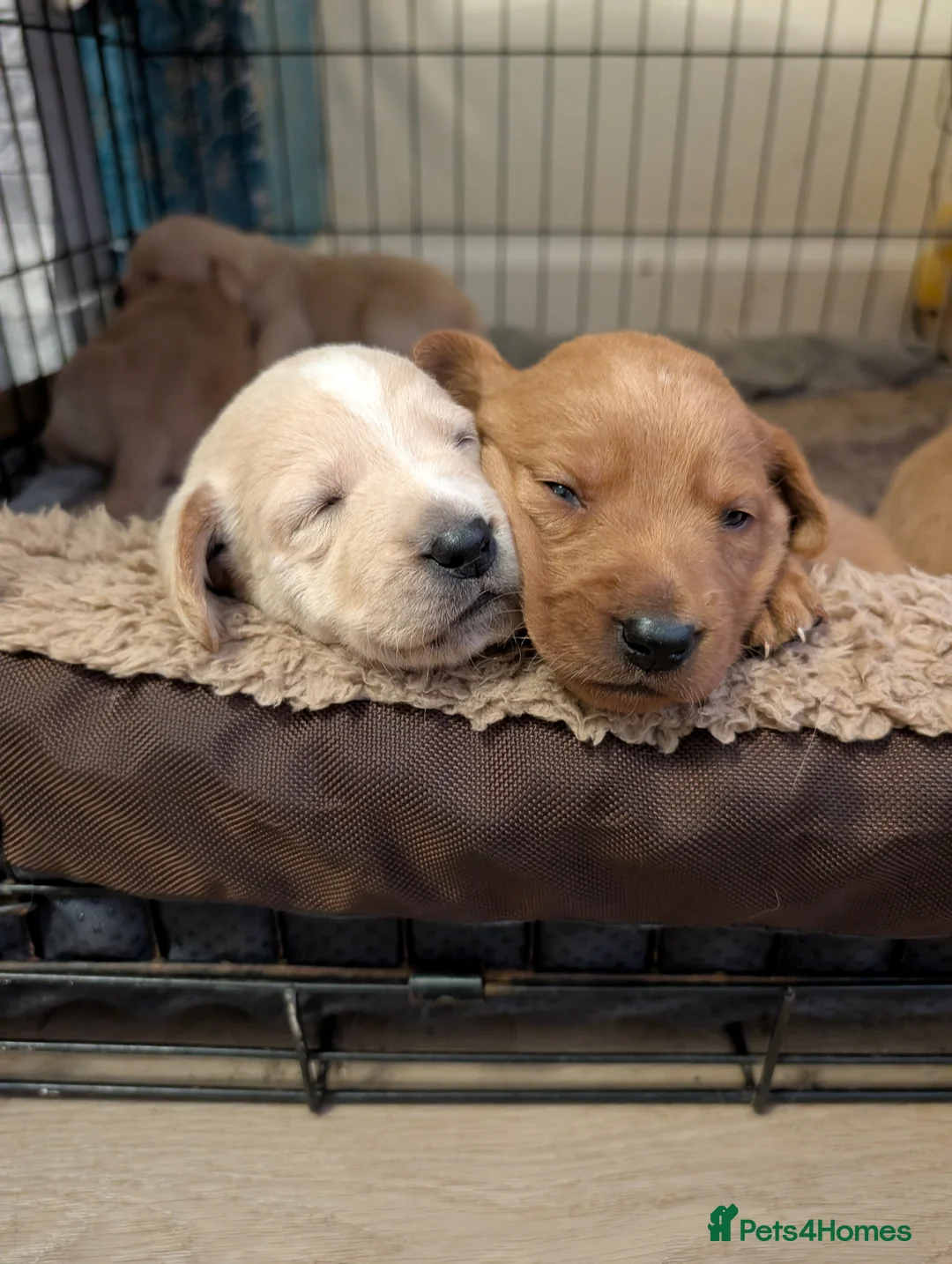 Mixed Breed dogs for sale: Golden doodle puppies - Advert 2