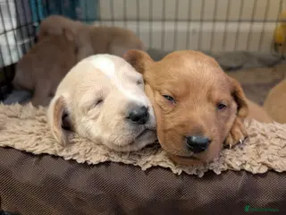 Mixed Breed dogs Golden doodle puppies - Advert 3