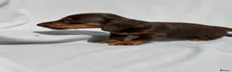 Miniature Dachshund dogs for sale: Miniature Dachshund Pups Ready Now - Advert 9