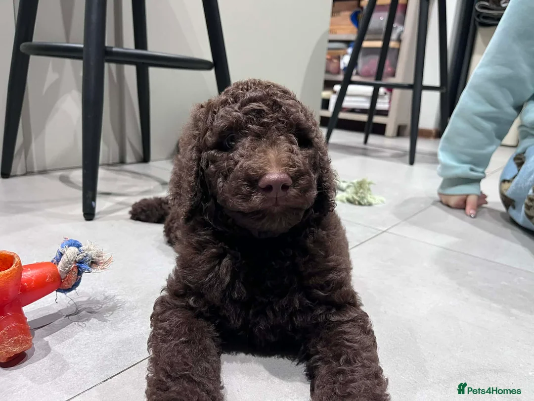 Standard Poodle dogs for sale: Fully vaccinated Standard Poodles two Males left - Advert 1