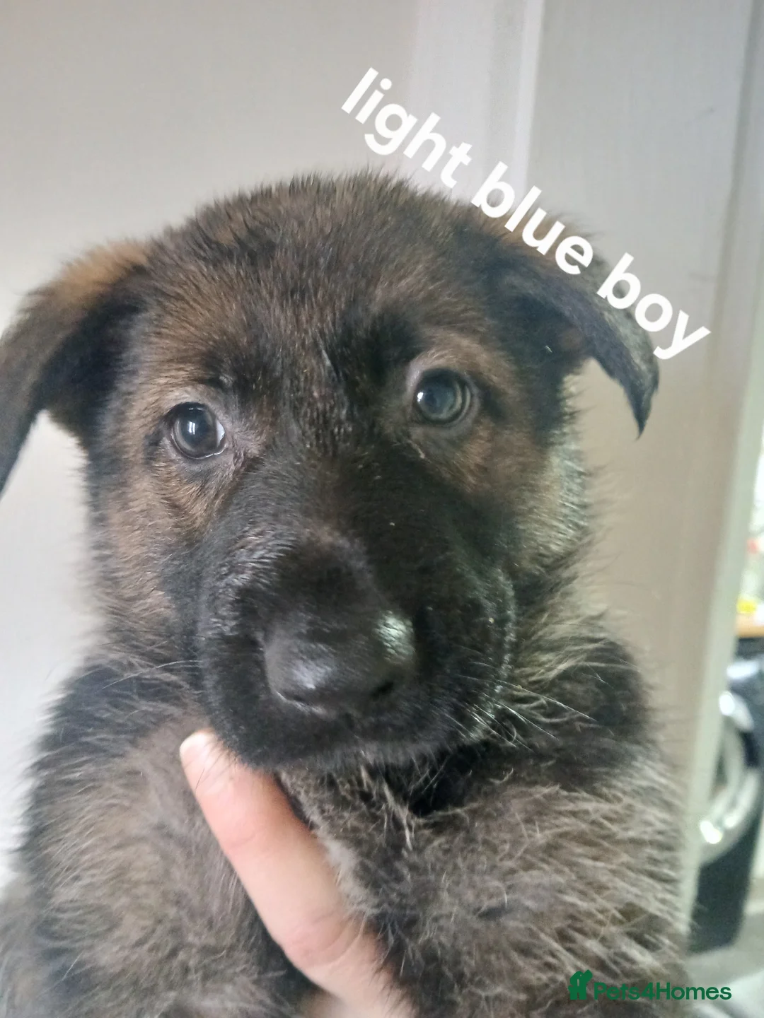 German Shepherd dogs for sale: German shepherd pups x9 - Advert 9