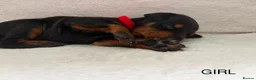 Dobermann dogs for sale: KC REGISTERED - DOBERMAN PUPPIES in Saint Helens - Advert 15