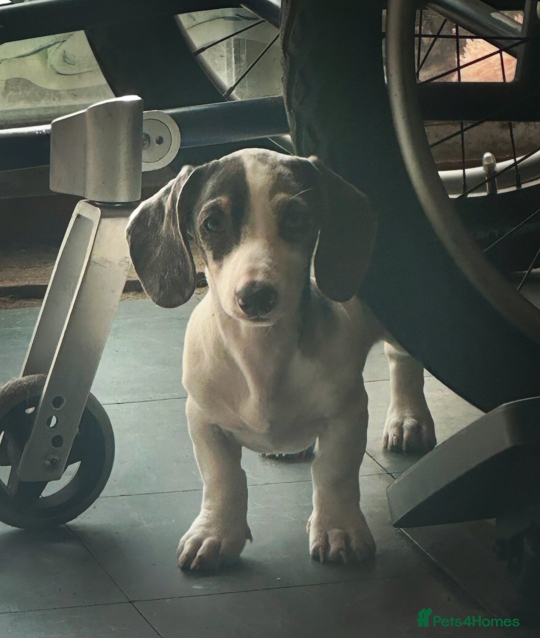 Miniature Dachshund dogs for sale: Miniature dachshund female - Image 3