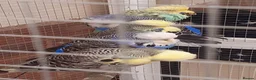 Budgerigars birds for sale: Adult show type blue budgies - Advert 6