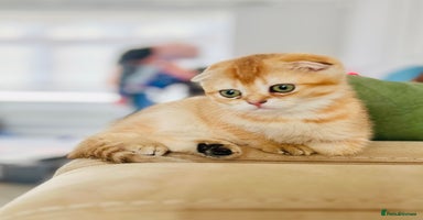 Scottish Fold cats in Grays - Advert 1