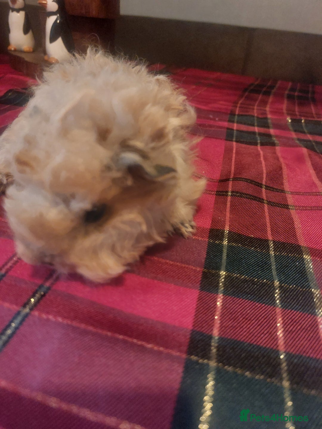 Guinea Pig rodents for sale: Lunkarya texal guineapigs  - Advert 3