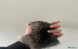Russian Blue cats for sale: Mixed Russian blue kittens - Image 7